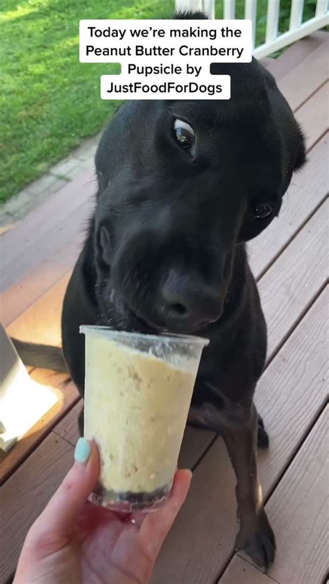 Weratedogs® On Twitter 🐶🍦 Pupsicle Time 🐶🍦 Its Hotter Than Hck And