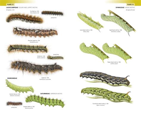 Yellow Caterpillar Identification Chart