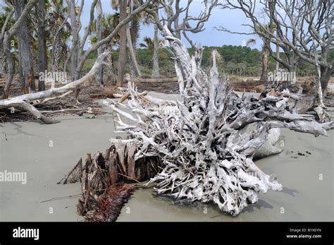 Beach Erosion On Hunting Island In South Carolina Usa Kills Trees Stock