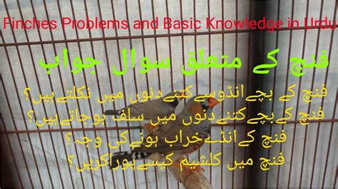 Put the problem in context (what do we already know?) Finches Problems /Questions Answers , Urdu/Hindi - YouTube