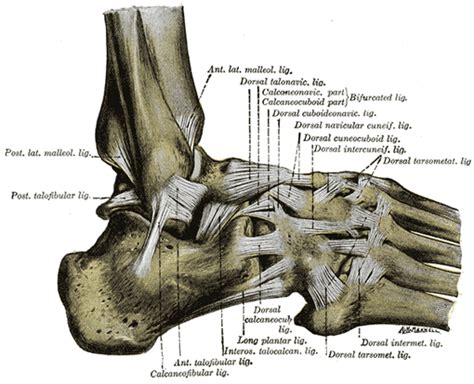 Talocrural Articulation Or Ankle Joint Human Anatomy