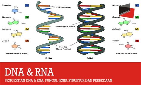 Tabel Perbedaan Dna Dan Rna