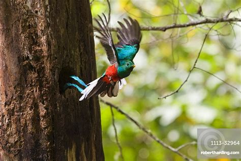 Resplendent Quetzal Male In Flight Stock Photo