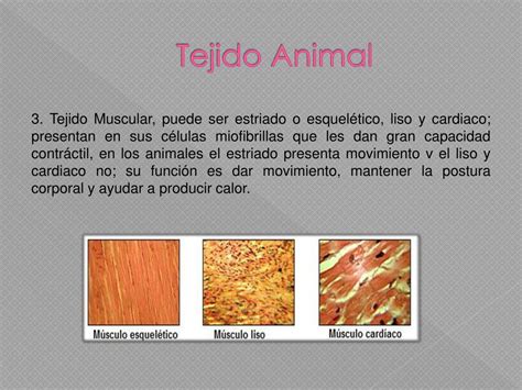 Ppt Tejidos Animales Powerpoint Presentation Free Download Id4197632