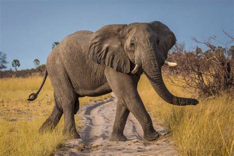 Our Top 10 Facts About Elephants Wwf