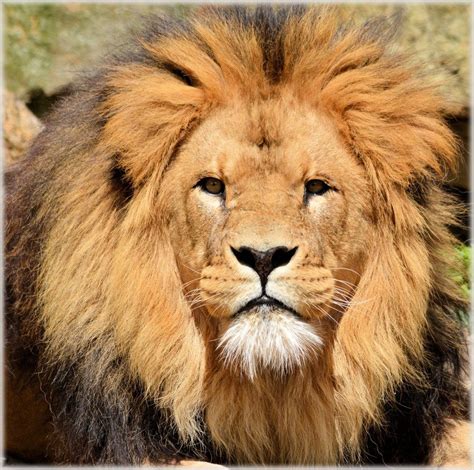 Portrait Of A Majestic Lion Free Image Download