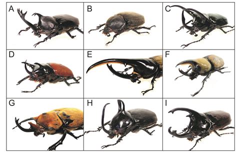 Japanese Beetle Life Cycle Chart