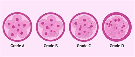 Classification Criteria And Categories According To The Embryo Quality
