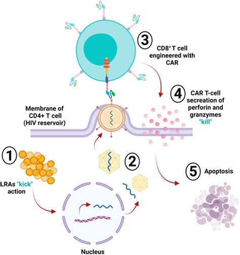 Frontiers Chimeric Antigen Receptor T Cells An Overview Of Concepts