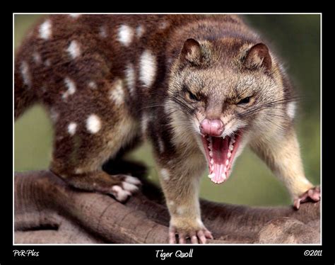 The Tiger Quoll Also Known As The Spotted Tail Quoll The Spotted