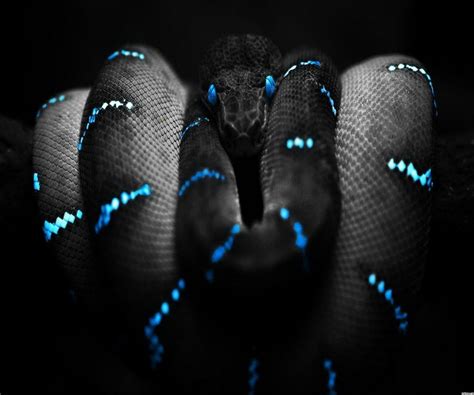 Top 92 About Blue Snake Wallpaper Billwildforcongress