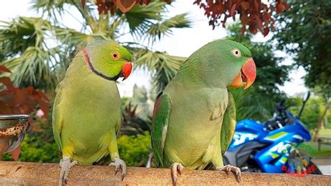 Most Cutest Parrot Couple In The World Parrots Eating Chilies Youtube