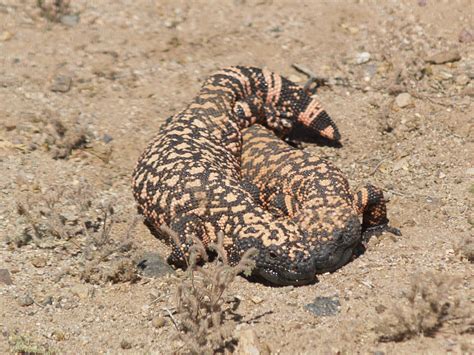 The gila monster (heloderma suspectum, ) is a species of venomous lizard native to the southwestern united states and allposters.com | the largest online store for cool posters & art prints on sale. Making baby gila monsters - Miscellaneous Items related to ...