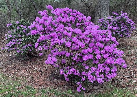 I Love Rhododendron P J M Rhododendron Easy Plants To Grow Easy
