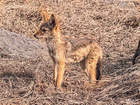 Black Backed Jackal - Travel To Eat | Black backed jackal, Jackal