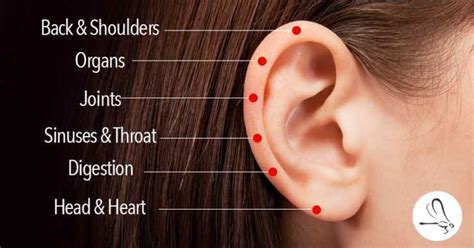 Ear Reflexology Points For Everything Healthy Holistic Living