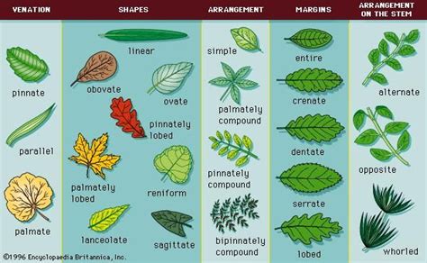 Simple Leaf Plant Anatomy