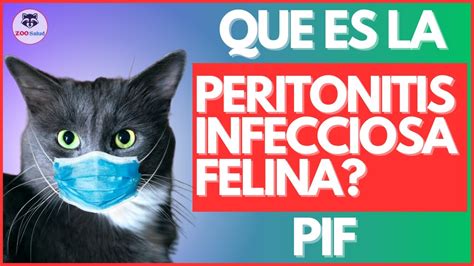 Como Reconocer La Peritonitis Infecciosa Felina Pif Youtube