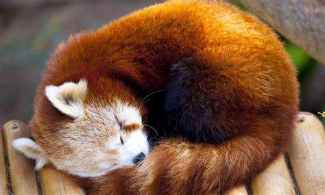 Firefox Animals Of The World Animals And Pets Baby Animals Cute