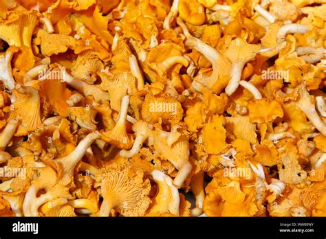Background Of Orange Chanterelle Mushrooms Stock Photo Alamy