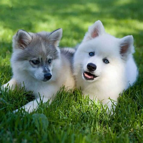 Miniature Siberian Husky Prices Breeders And More