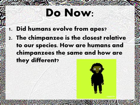 Do Now Did Humans Evolve From Apes Ppt Download