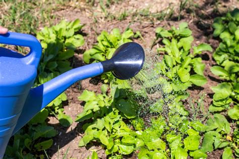 Watering Beds With Radishes From A Watering Can Growing Vegetable