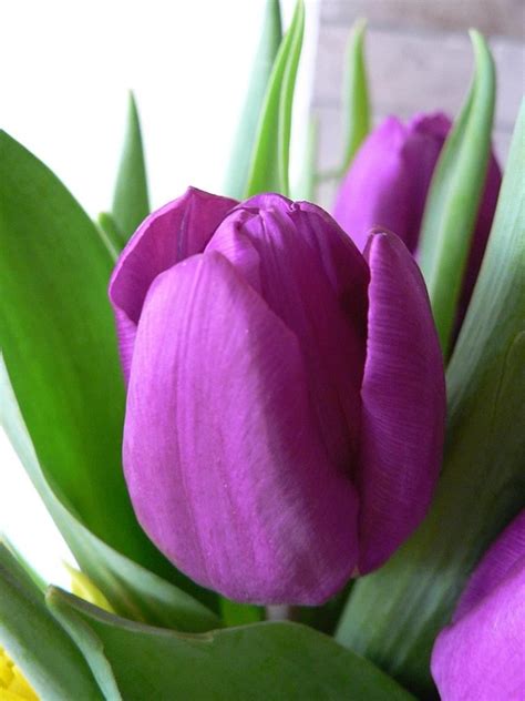 Free Picture Purple Tulip