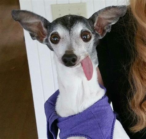 A Small Dog With Its Tongue Hanging Out And Wearing A Purple Shirt On