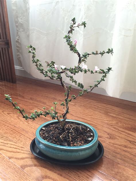 Suckers are sprouts that grow from a bud at the base of the tree. pruning - Tips for first Serissa Bonsai - Gardening ...