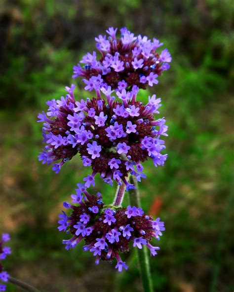 Verbenaceae Verbena Bonariensis Purpletop Vervain Tal Flickr