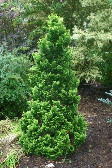 Dwarf Hinoki Cypress Shrub Inch Pot Sandy S Nursery Online