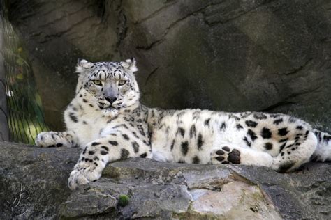 Marwell Zoo Snow Leopard Jasmine Curtis Flickr