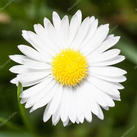 Macro Of Marguerite Daisy Flower Stock Photo By ©leszekglasner 25846599