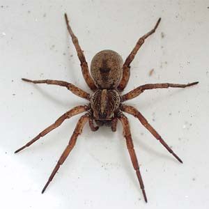This could happen if a person puts their hand in a box where a. Wolf Spider: Bite, Identification, Pictures, Types and ...