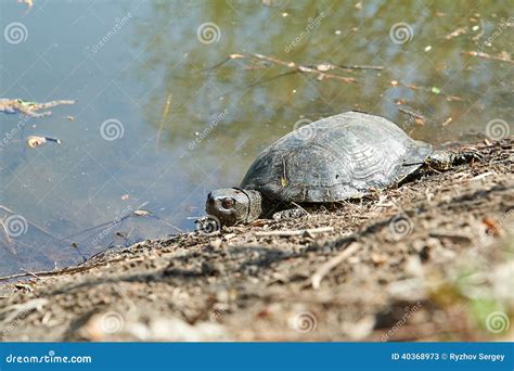 Swamp Turtle Stock Image Image Of Swamp Wetland Orbicularis 40368973