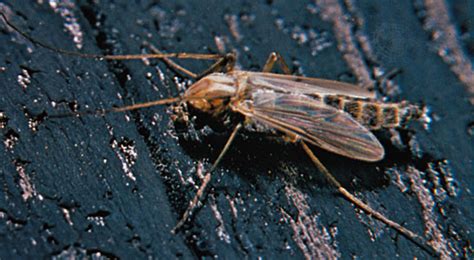 Shop midge fly fishing patterns on orvis.com. midge | insect | Britannica.com