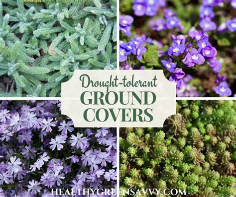 14 Drought Tolerant Ground Covers Perfect For Drier Climates
