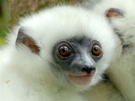 Unesco Recognizes Threats To Madagascar Rainforest Wwf
