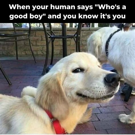 See, rate and share the best golden retriever memes, gifs and funny pics. Top 10 Golden Retrievers Memes