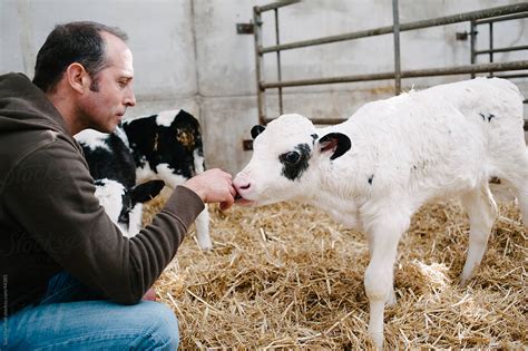 Holstein Belgian Blue Cross Calf Licks A Mans Hand In A Barn Porsuzi
