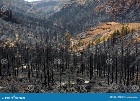 Black Ashes Of Canary Pine After Forest Fire At Teide Stock Photo