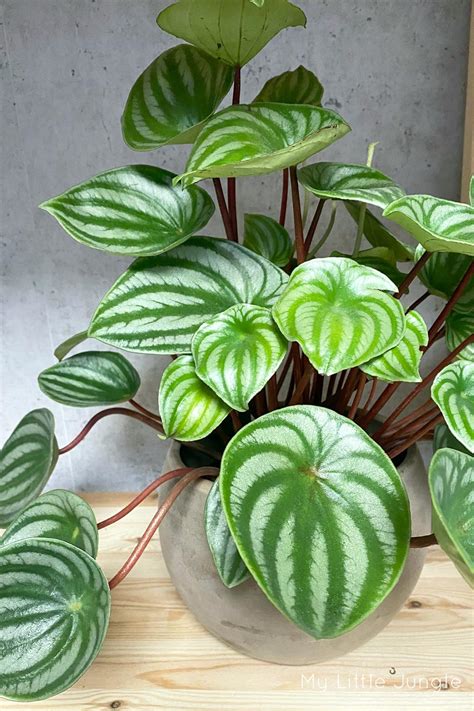 We did not find results for: Peperomia Watermelon Plant Care and Information - My ...