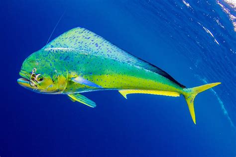 Species Profile Mahi Mahi Pelagic Fishing Gear