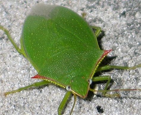Green Stink Bug Insects Morphology