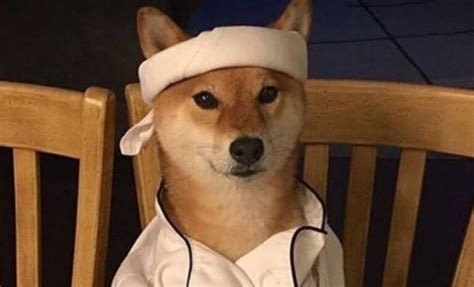Your meme was successfully uploaded and it is now in moderation. 14 Funny Dog Memes That You Should Show to Your Friends ...
