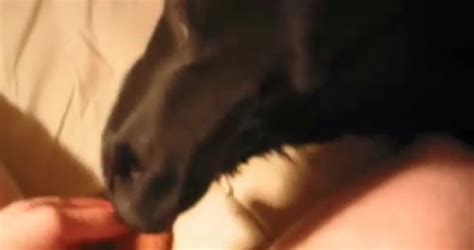 Hungry Doggy Gets Nicely Drilled By A Crazy As Fuck Zoophile Zoo Tube 1