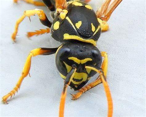 Pennsylvania Wasp Polistes Dominula Bugguide