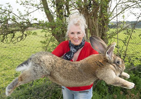 Guinness World Records Biggest Rabbit Stolen From Home As Police Hunt For Culprit Abc News
