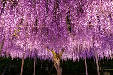 year  great wisteria  japan    pink cloud